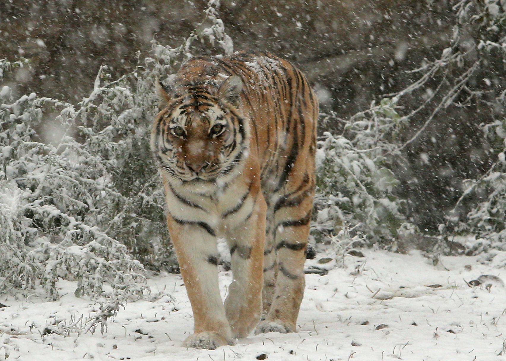 First snow covers the Zoo